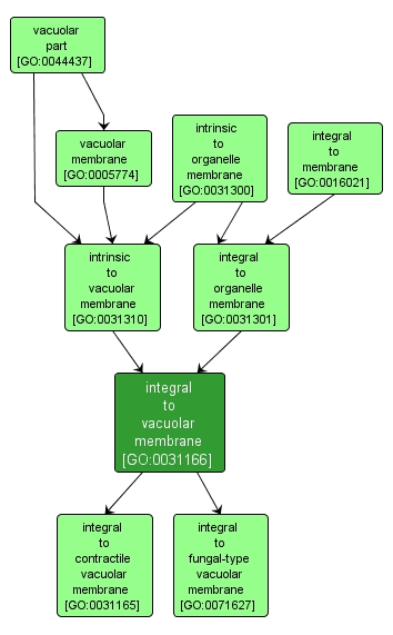 GO:0031166 - integral to vacuolar membrane (interactive image map)