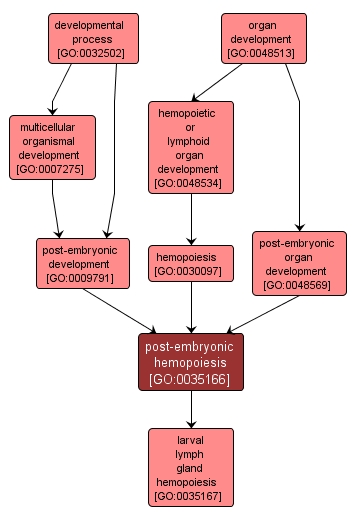 GO:0035166 - post-embryonic hemopoiesis (interactive image map)
