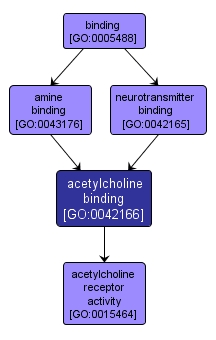 GO:0042166 - acetylcholine binding (interactive image map)