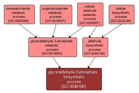 GO:0046166 - glyceraldehyde-3-phosphate biosynthetic process (interactive image map)
