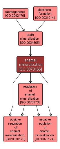GO:0070166 - enamel mineralization (interactive image map)