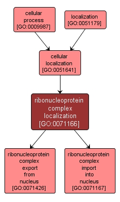 GO:0071166 - ribonucleoprotein complex localization (interactive image map)