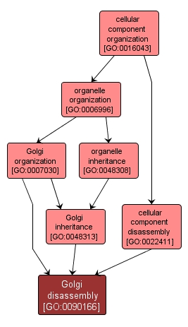 GO:0090166 - Golgi disassembly (interactive image map)