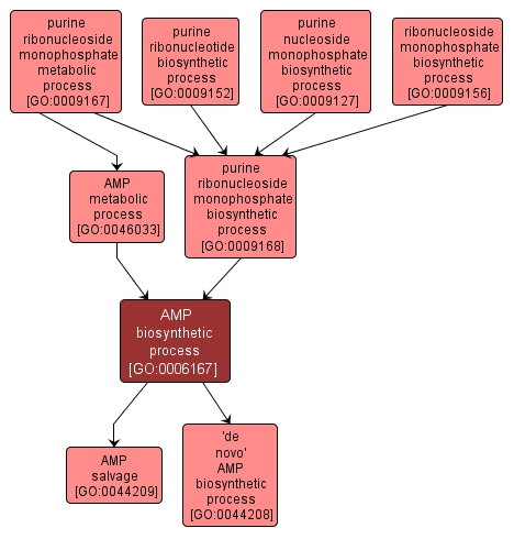 GO:0006167 - AMP biosynthetic process (interactive image map)