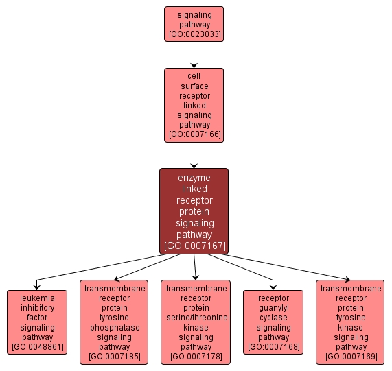 GO:0007167 - enzyme linked receptor protein signaling pathway (interactive image map)