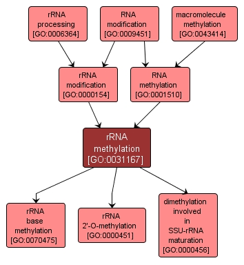 GO:0031167 - rRNA methylation (interactive image map)