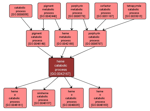 GO:0042167 - heme catabolic process (interactive image map)