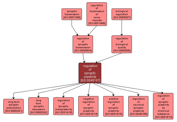 GO:0048167 - regulation of synaptic plasticity (interactive image map)