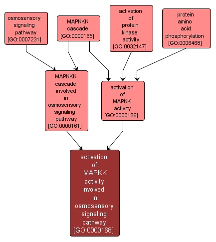 GO:0000168 - activation of MAPKK activity involved in osmosensory signaling pathway (interactive image map)