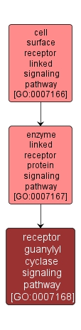 GO:0007168 - receptor guanylyl cyclase signaling pathway (interactive image map)