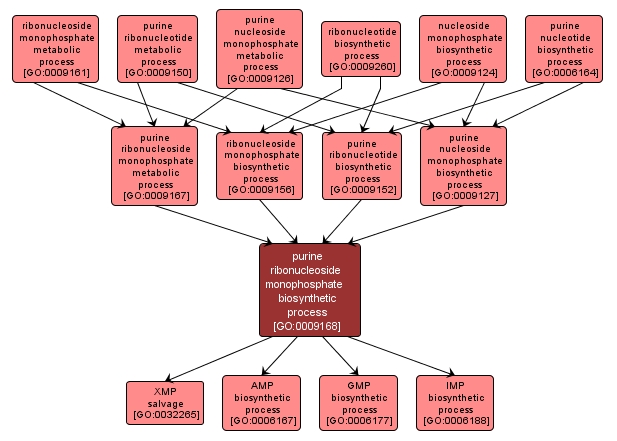 GO:0009168 - purine ribonucleoside monophosphate biosynthetic process (interactive image map)