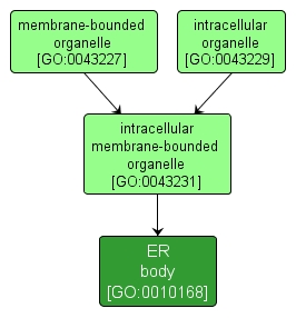 GO:0010168 - ER body (interactive image map)