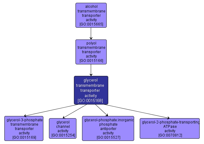 GO:0015168 - glycerol transmembrane transporter activity (interactive image map)