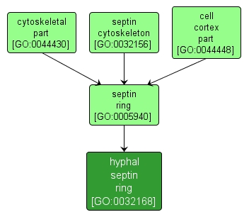 GO:0032168 - hyphal septin ring (interactive image map)