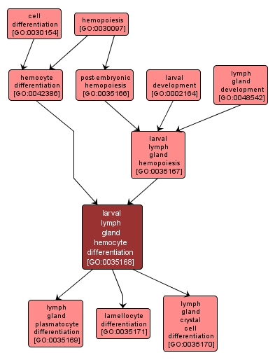 GO:0035168 - larval lymph gland hemocyte differentiation (interactive image map)