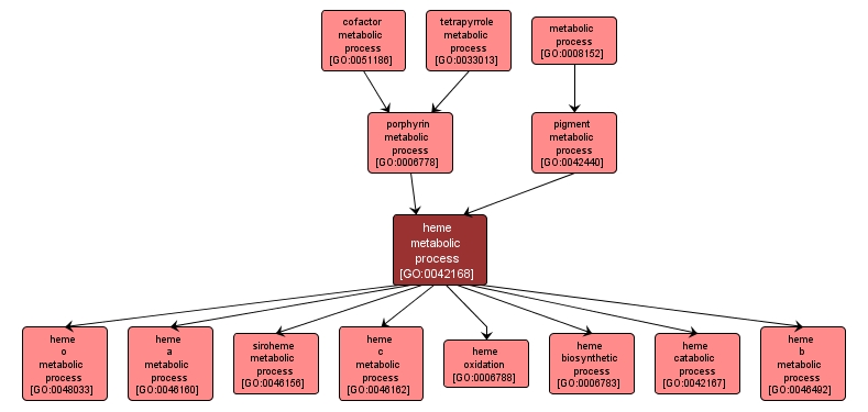 GO:0042168 - heme metabolic process (interactive image map)