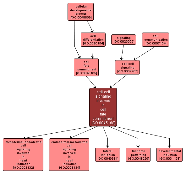 GO:0045168 - cell-cell signaling involved in cell fate commitment (interactive image map)