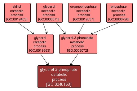 GO:0046168 - glycerol-3-phosphate catabolic process (interactive image map)