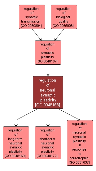 GO:0048168 - regulation of neuronal synaptic plasticity (interactive image map)