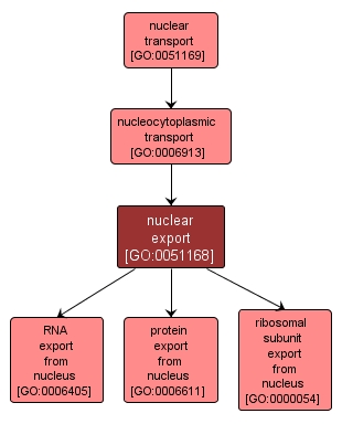 GO:0051168 - nuclear export (interactive image map)