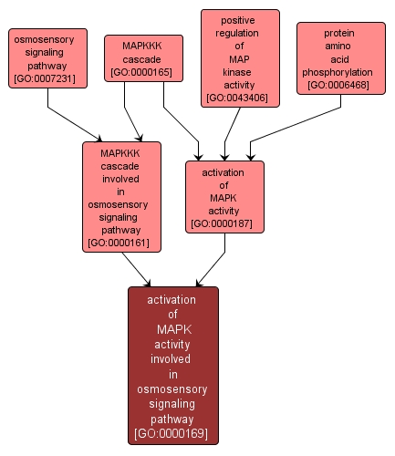 GO:0000169 - activation of MAPK activity involved in osmosensory signaling pathway (interactive image map)