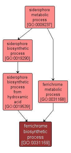 GO:0031169 - ferrichrome biosynthetic process (interactive image map)