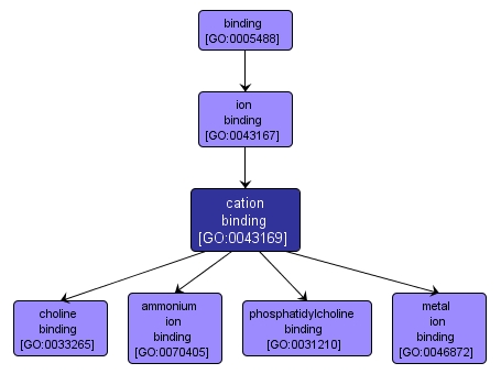 GO:0043169 - cation binding (interactive image map)