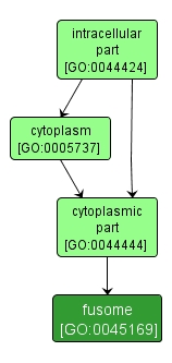 GO:0045169 - fusome (interactive image map)