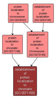 GO:0071169 - establishment of protein localization to chromatin (interactive image map)