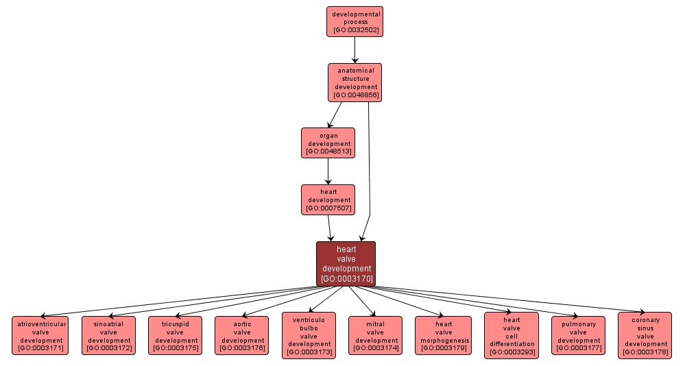 GO:0003170 - heart valve development (interactive image map)