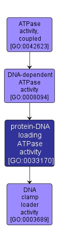 GO:0033170 - protein-DNA loading ATPase activity (interactive image map)