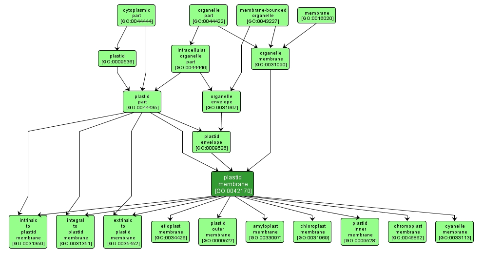 GO:0042170 - plastid membrane (interactive image map)