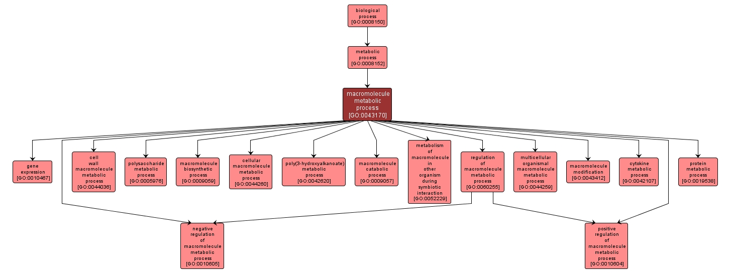 GO:0043170 - macromolecule metabolic process (interactive image map)