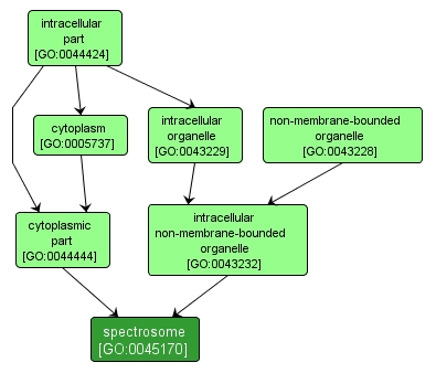 GO:0045170 - spectrosome (interactive image map)