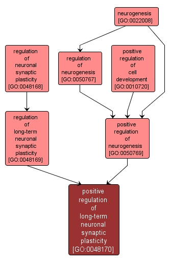 GO:0048170 - positive regulation of long-term neuronal synaptic plasticity (interactive image map)