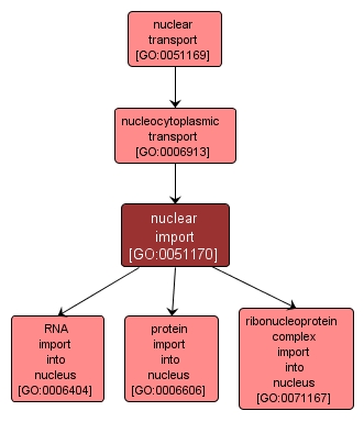 GO:0051170 - nuclear import (interactive image map)