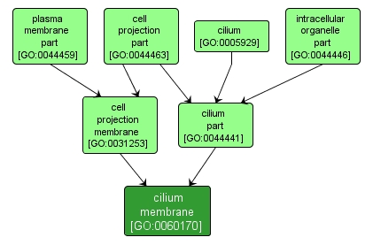 GO:0060170 - cilium membrane (interactive image map)