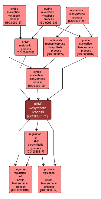 GO:0006171 - cAMP biosynthetic process (interactive image map)