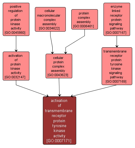 GO:0007171 - activation of transmembrane receptor protein tyrosine kinase activity (interactive image map)