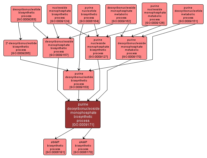GO:0009171 - purine deoxyribonucleoside monophosphate biosynthetic process (interactive image map)