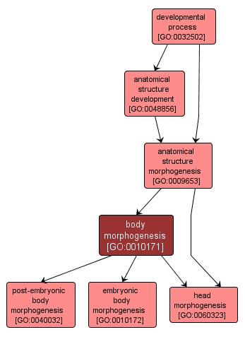 GO:0010171 - body morphogenesis (interactive image map)