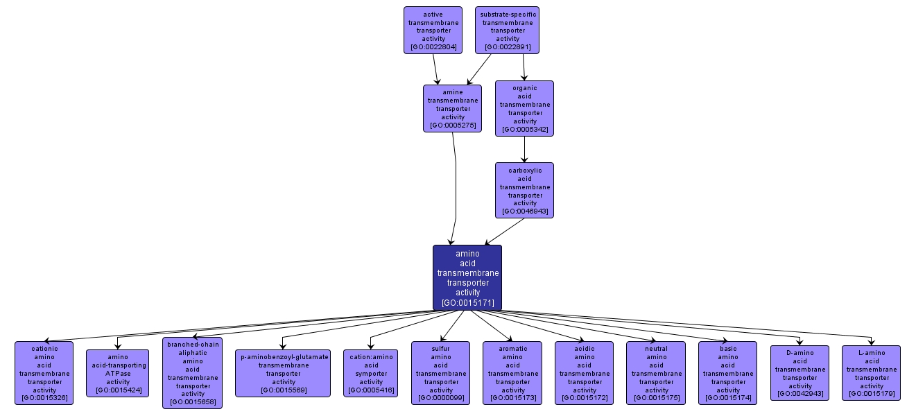 GO:0015171 - amino acid transmembrane transporter activity (interactive image map)