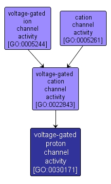 GO:0030171 - voltage-gated proton channel activity (interactive image map)
