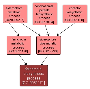 GO:0031171 - ferricrocin biosynthetic process (interactive image map)
