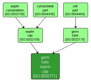 GO:0032171 - germ tube septin cap (interactive image map)