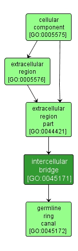 GO:0045171 - intercellular bridge (interactive image map)