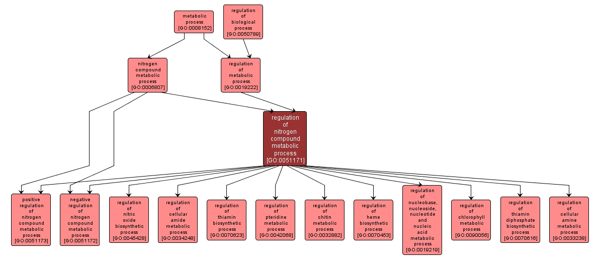 GO:0051171 - regulation of nitrogen compound metabolic process (interactive image map)