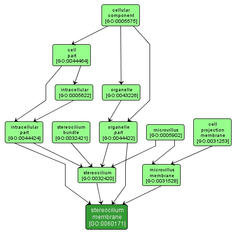 GO:0060171 - stereocilium membrane (interactive image map)