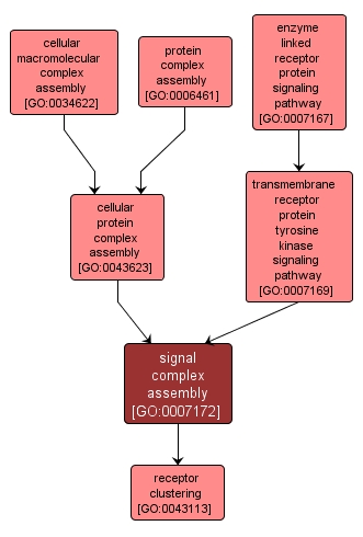 GO:0007172 - signal complex assembly (interactive image map)