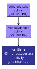 GO:0031172 - ornithine N5-monooxygenase activity (interactive image map)
